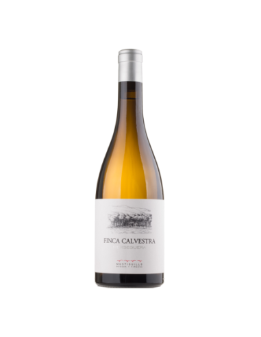 Vino Blanco Mustiguillo Finca Calvestra 2022 | Maridae